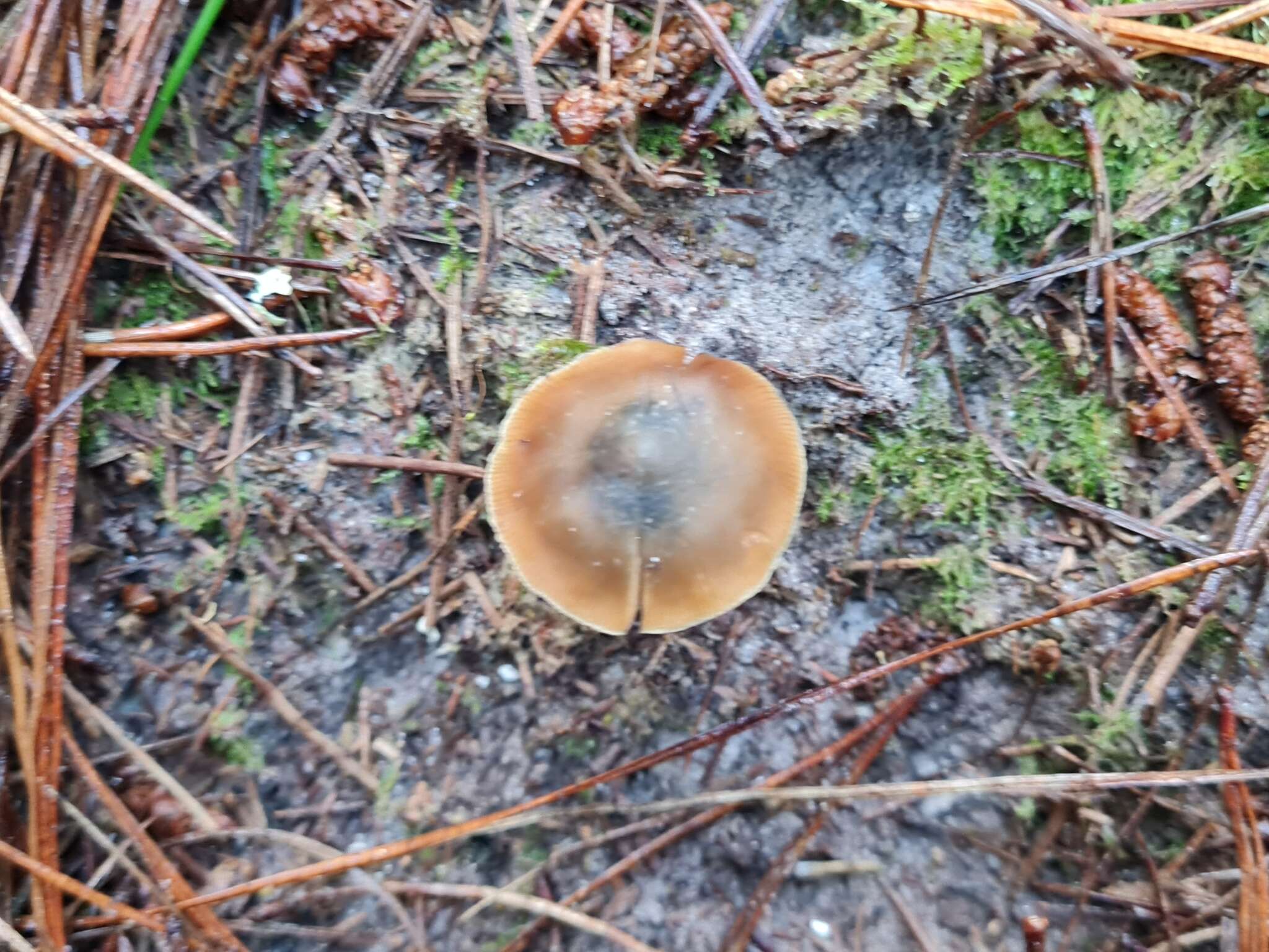 Image de Psilocybe aucklandiae Guzmán, C. C. King & Bandala 1991