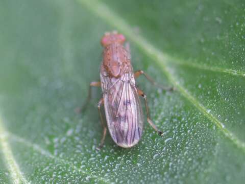 Image of Suillia variegata (Loew 1862)