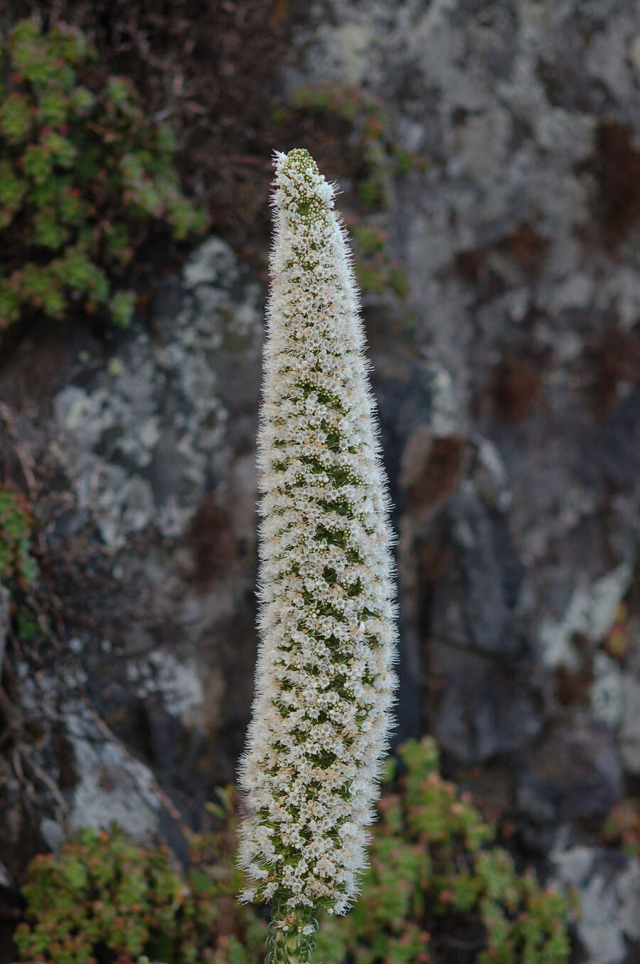 Слика од Echium simplex DC.