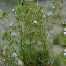 Image of Chamaerhodos erecta subsp. erecta