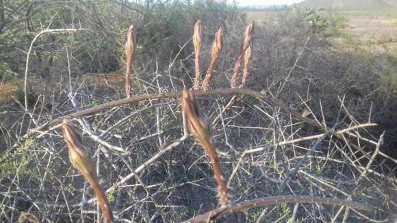 Peniocereus striatus (Brandegee) Buxb. resmi