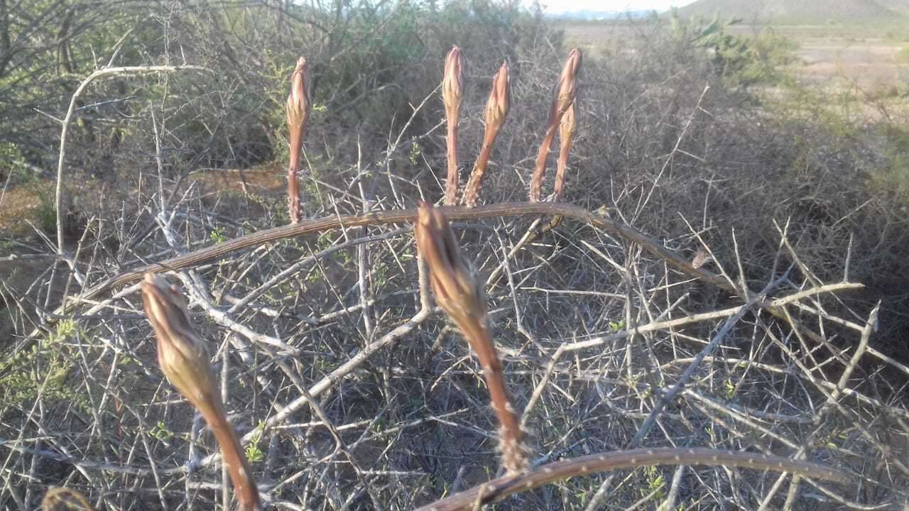 Image de Peniocereus striatus (Brandegee) Buxb.