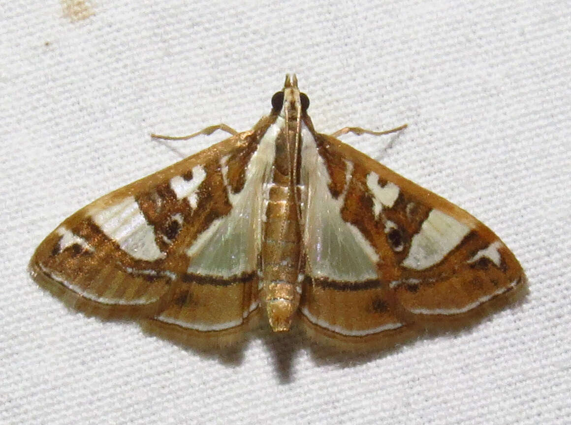 Image of Moth