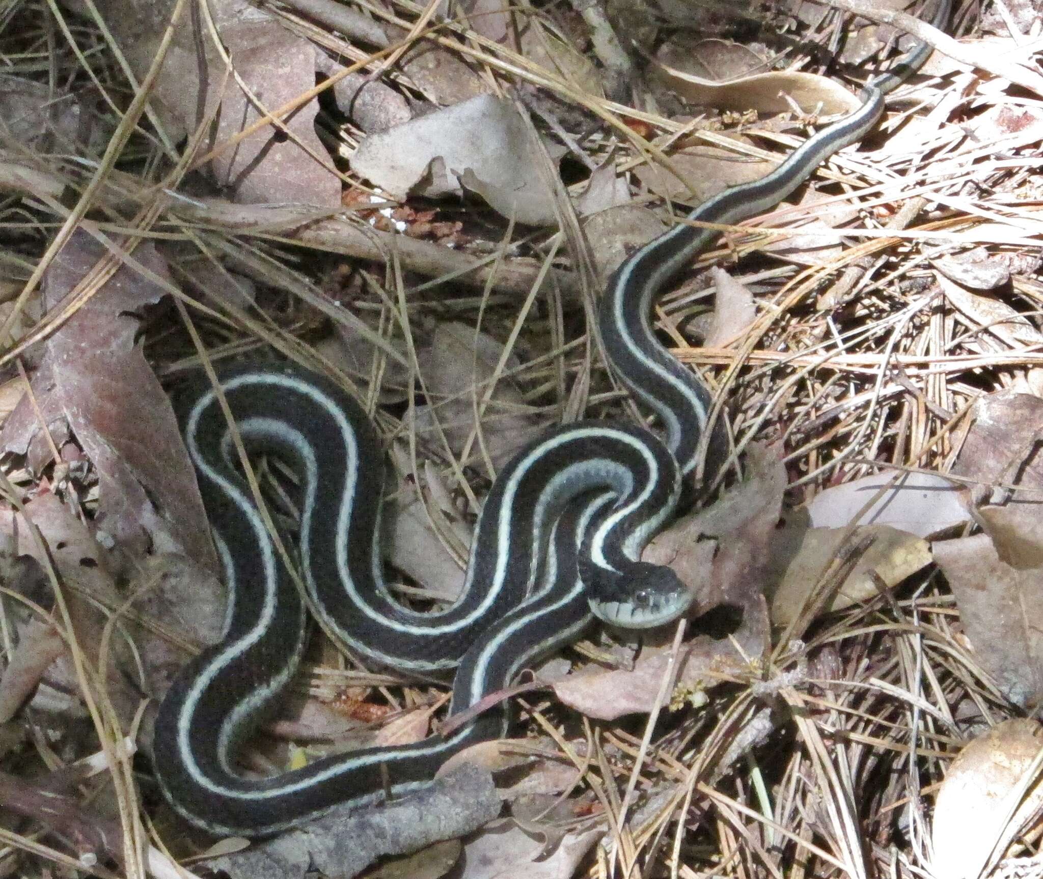 Sivun Thamnophis elegans elegans (Baird & Girard 1853) kuva