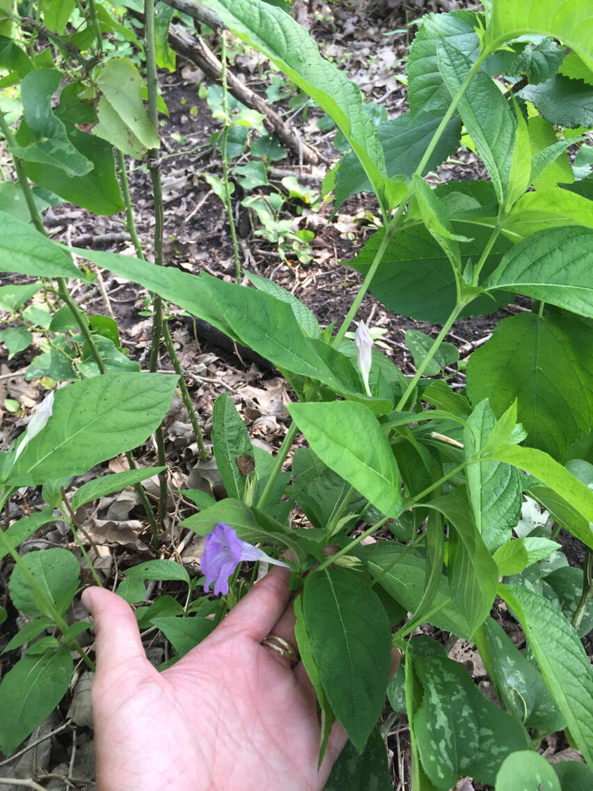 Image of limestone wild petunia