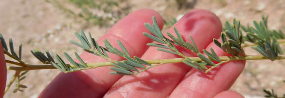 Image of nineanther prairie clover