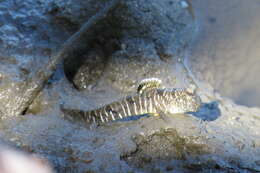 Image of Slender mudskipper