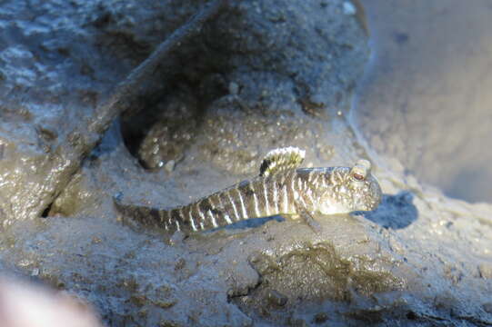 Image of Slender mudskipper