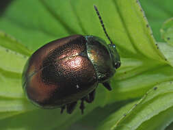 Imagem de Chrysolina (Spheromela) varians (Schaller 1783)