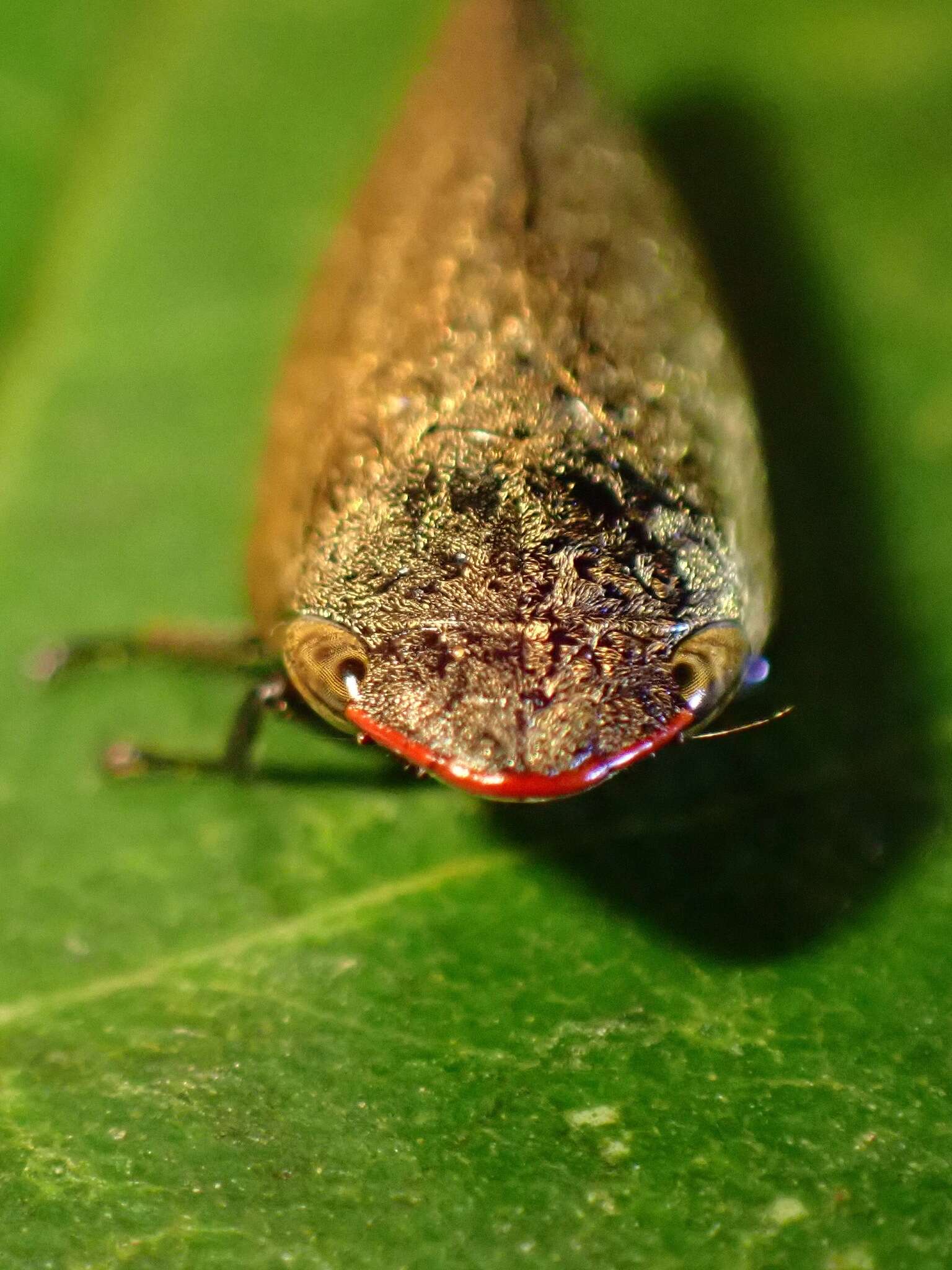 Image of Plinia ampla (Walker 1851)