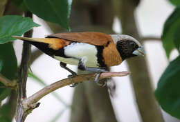 Plancia ëd Lonchura castaneothorax (Gould 1837)