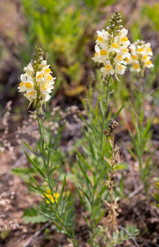 Image of Linaria melampyroides Kuprian.