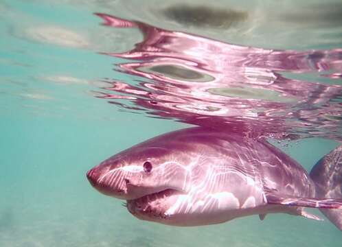 Image of Carcharodon