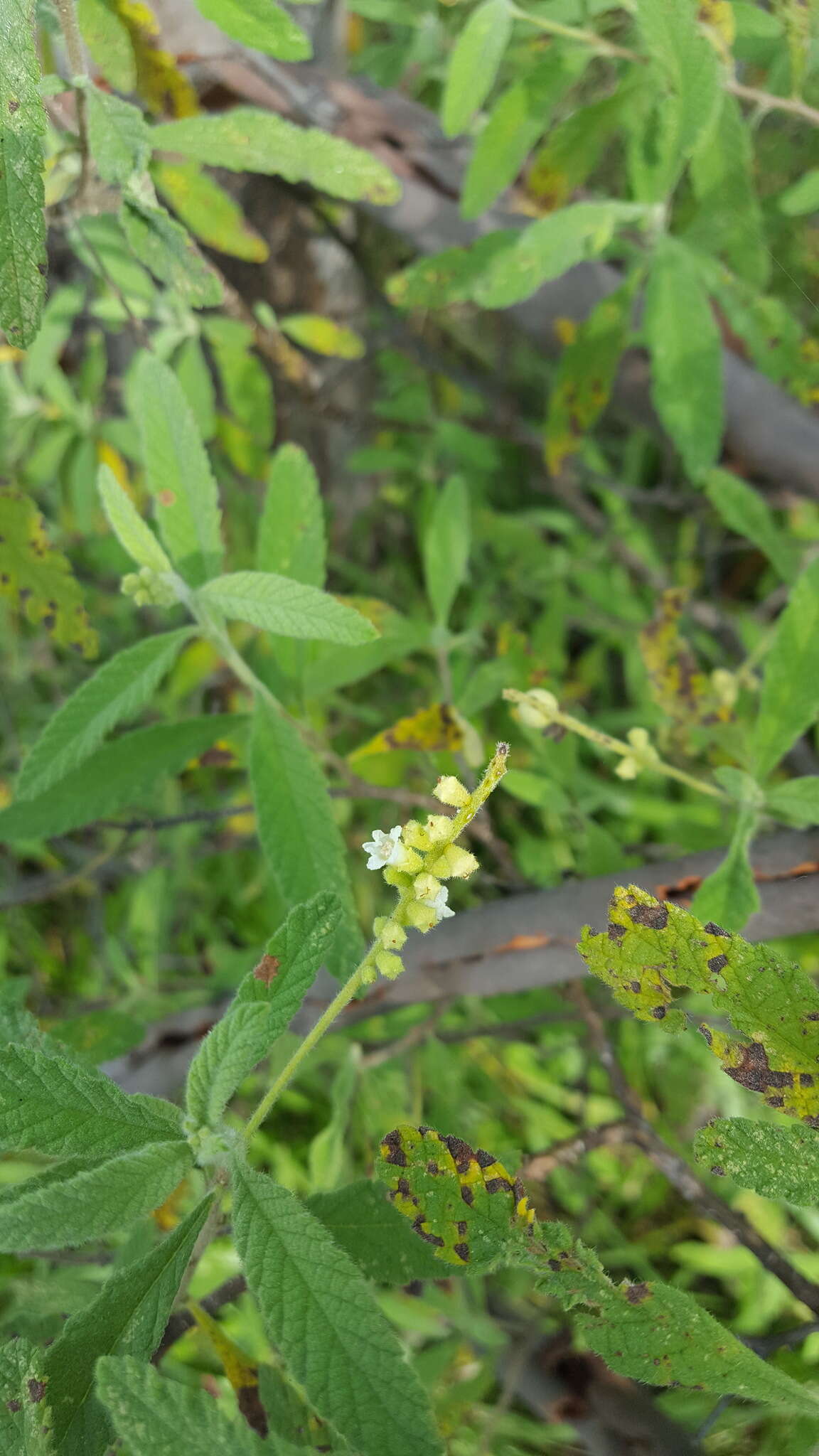 Image of black sage