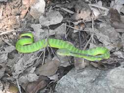 Слика од Trimeresurus albolabris Gray 1842