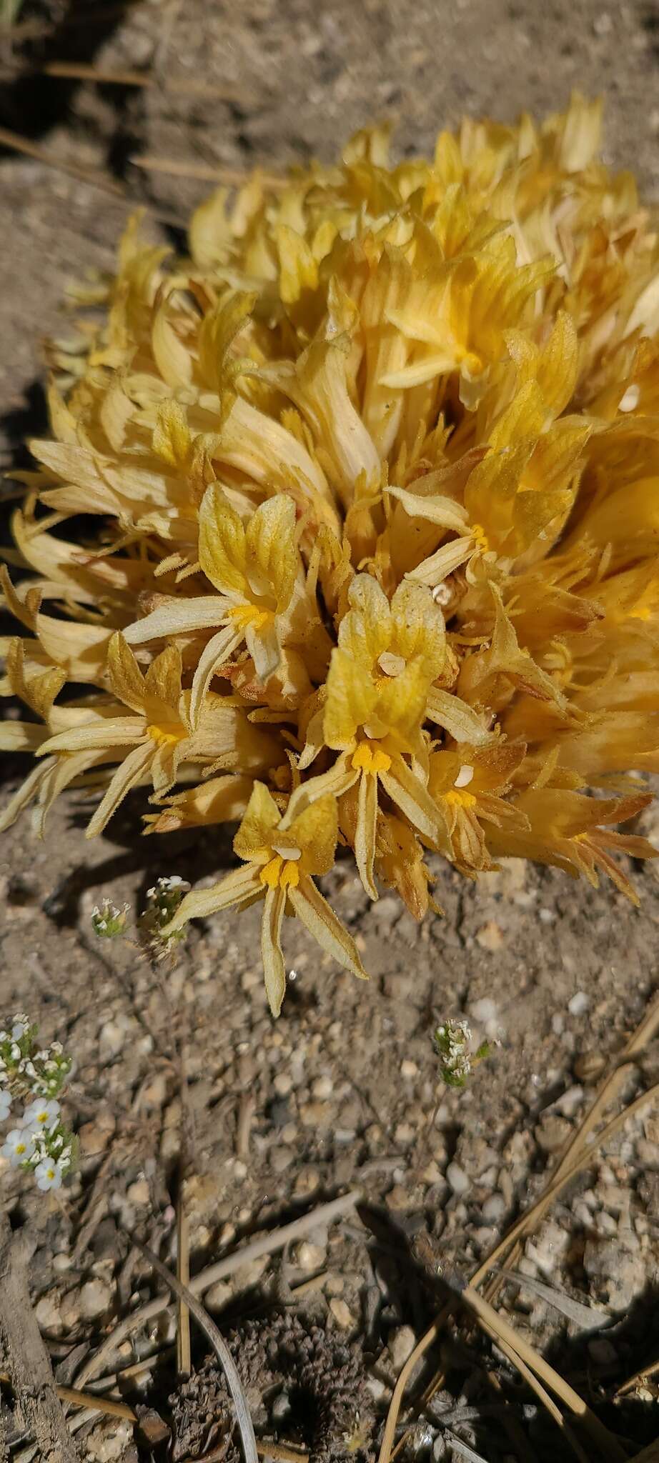 Image of California broomrape