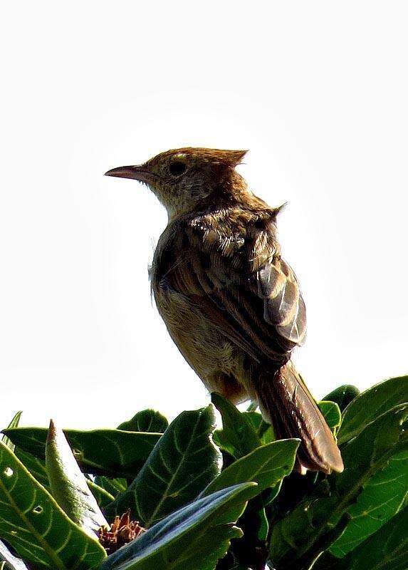 Image of Sphenoeacus afer natalensis Shelley 1882