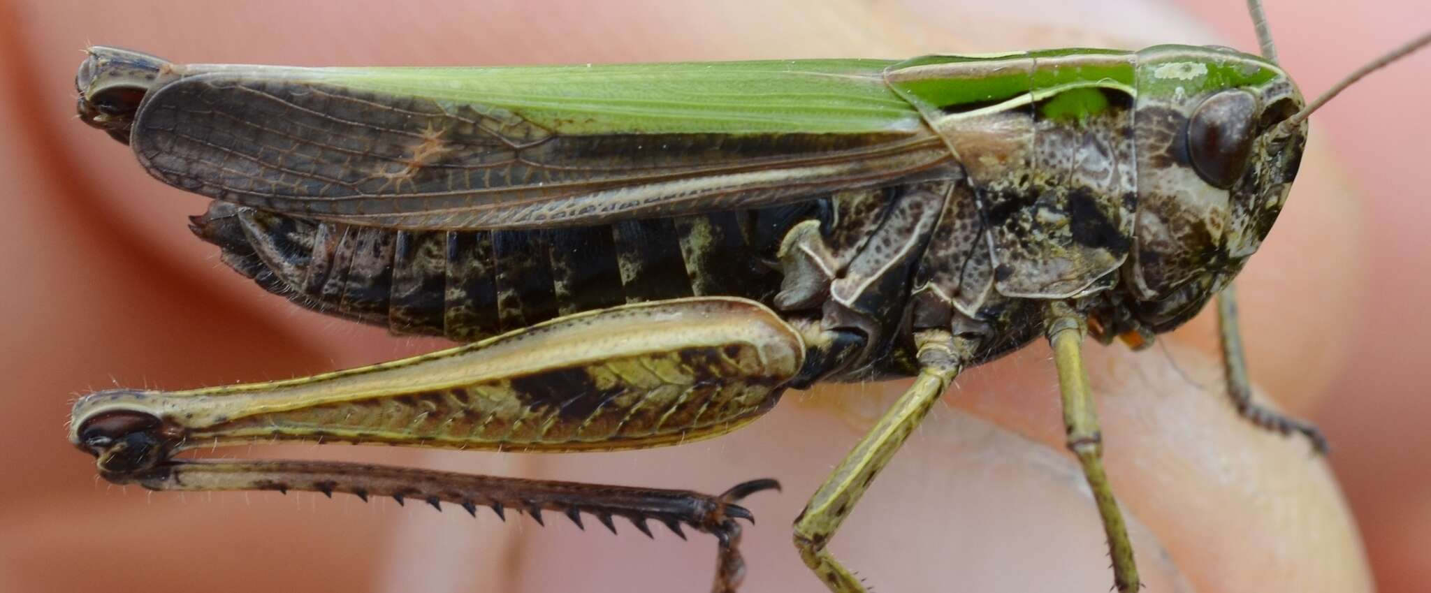 Image of Common green grasshopper