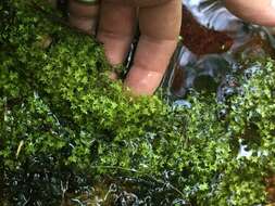 Image of valdivia duckweed