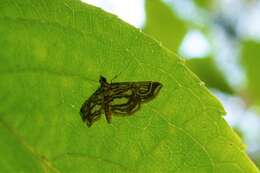 Image of Paracymoriza prodigalis Leech 1889