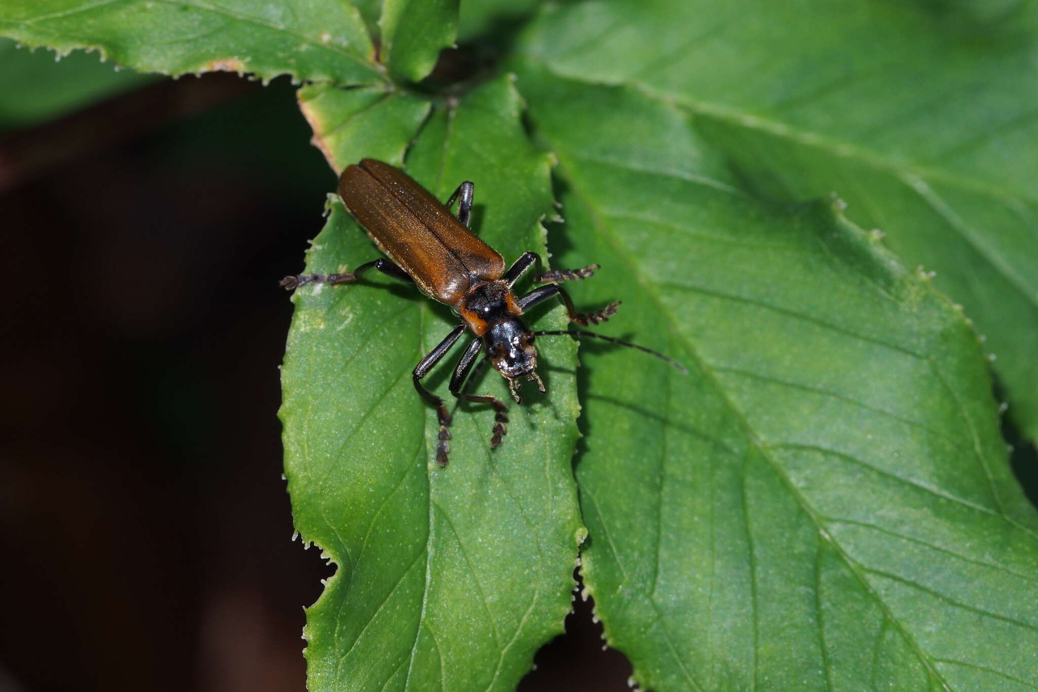 Image of <i>Lycocerus suturellus</i>