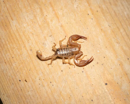 Euscorpius aquilejensis (C. L. Koch 1837) resmi