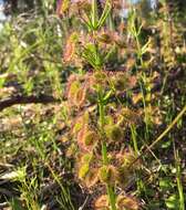 Image de Drosera stolonifera subsp. porrecta (Lehm.) N. Marchant & Lowrie