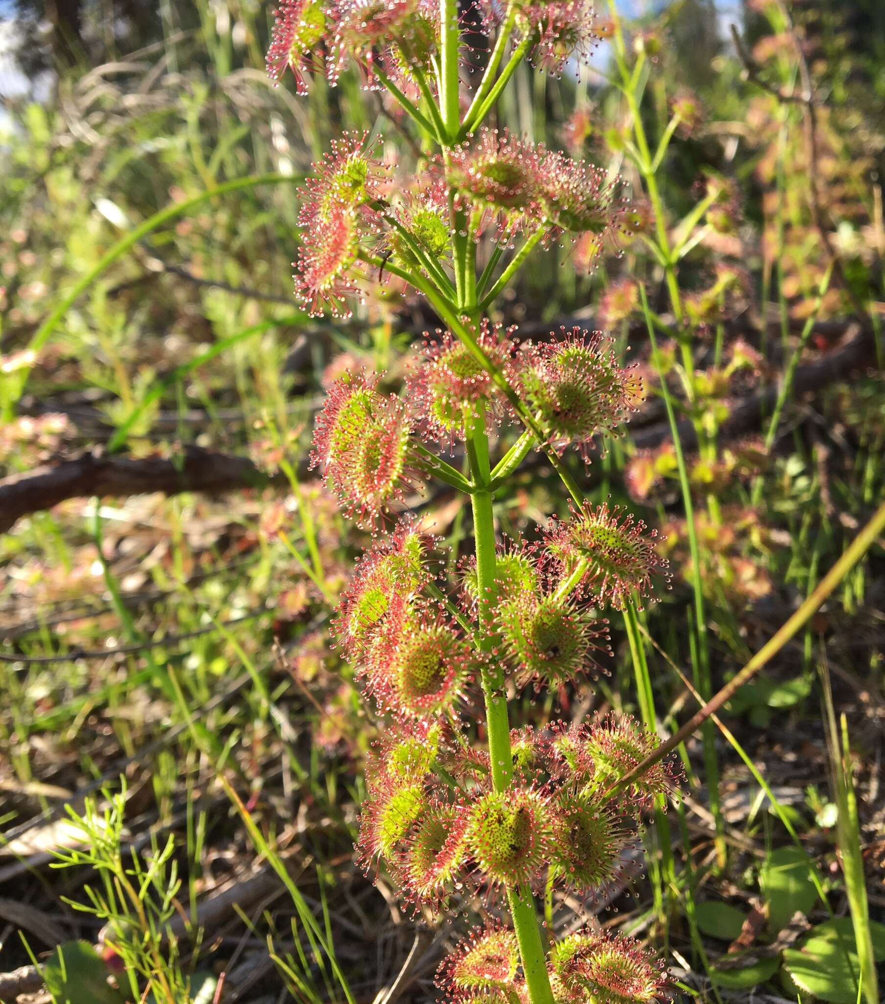 Image de Drosera stolonifera subsp. porrecta (Lehm.) N. Marchant & Lowrie