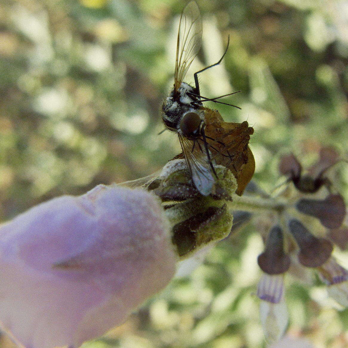 Image of Syncolostemon elliottii (Baker) D. F. Otieno