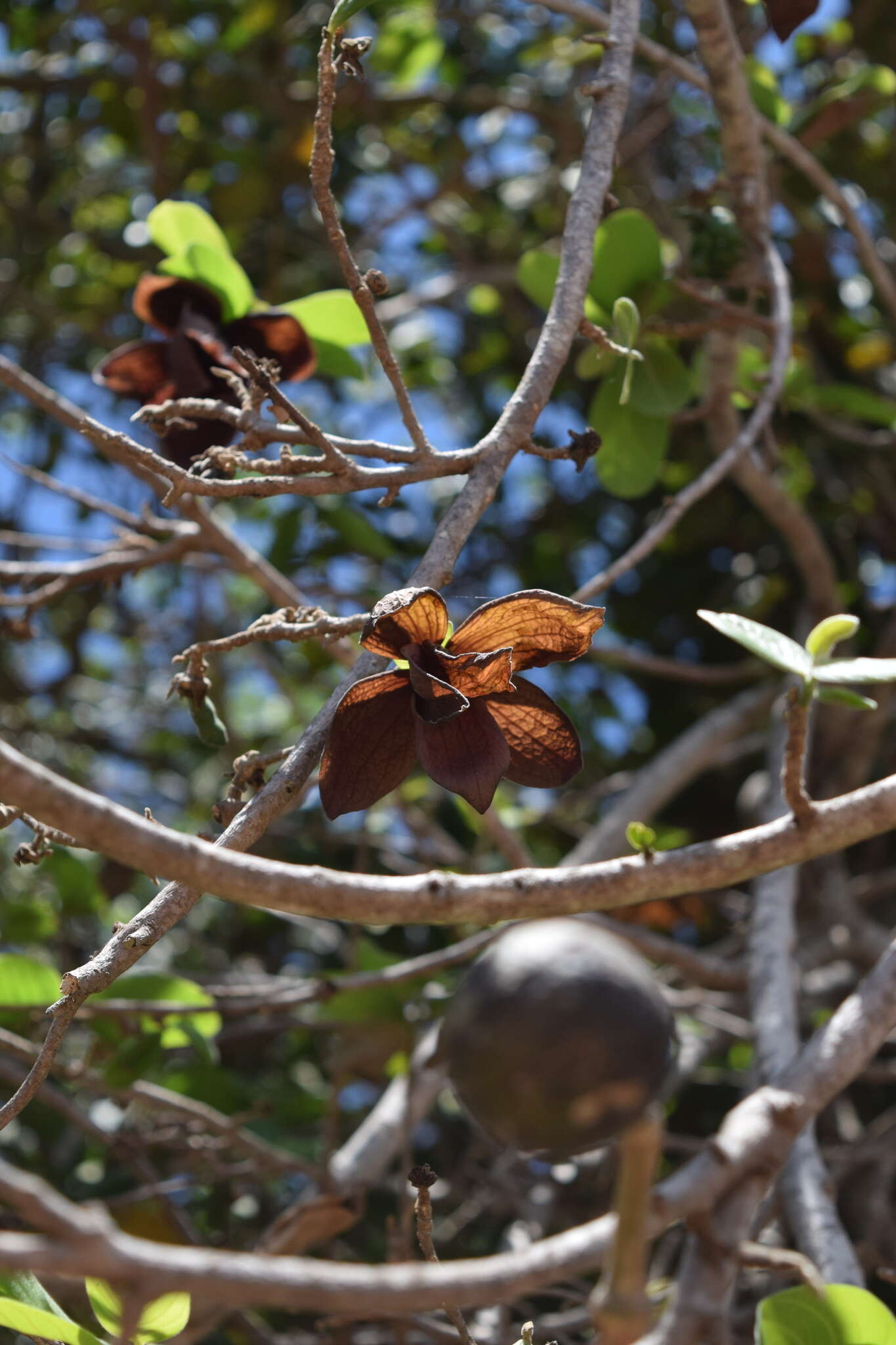 Sapranthus microcarpus (Donn. Sm.) R. E. Fr.的圖片