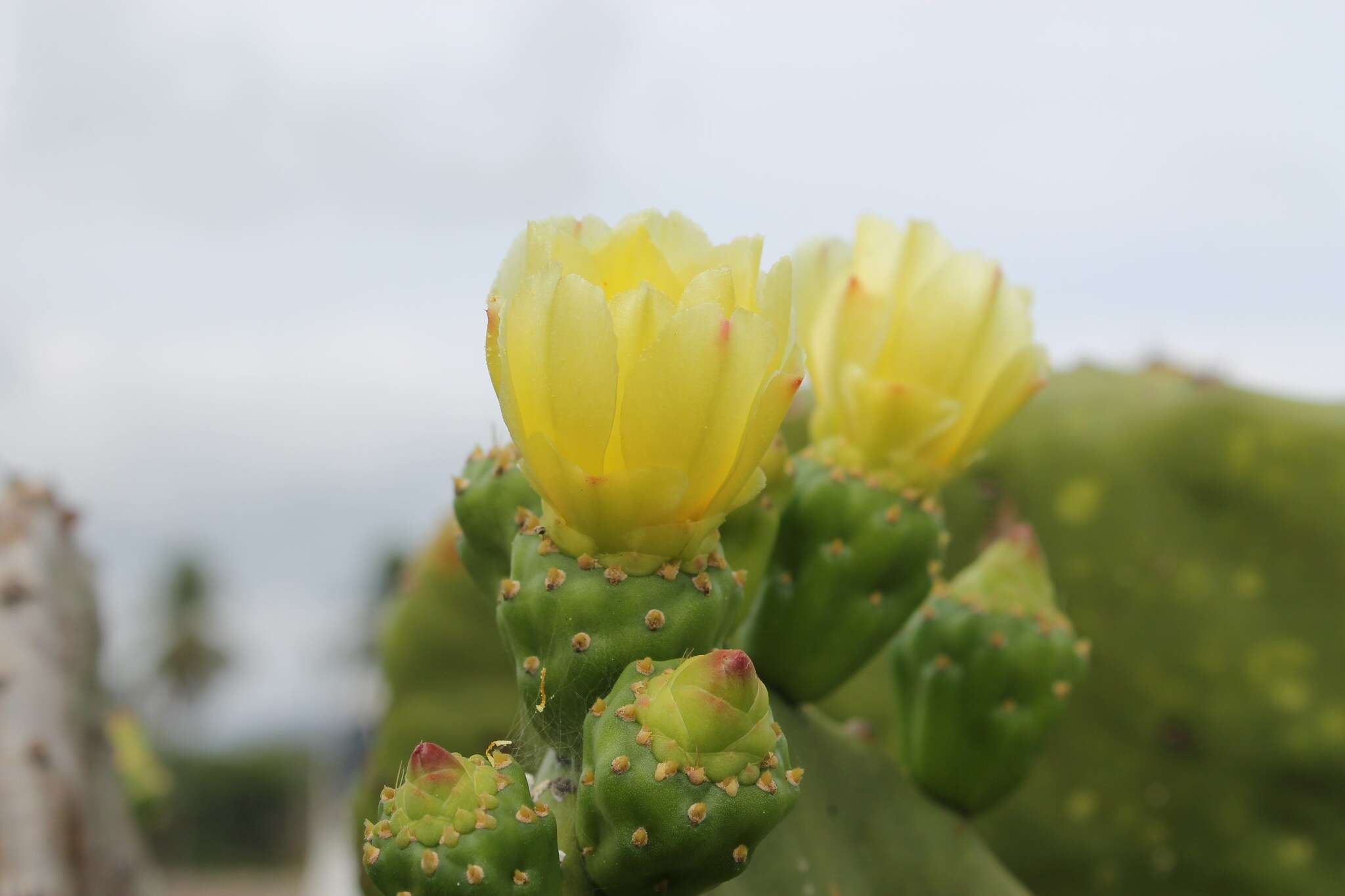 Sivun Opuntia excelsa Sánchez-Mej. kuva