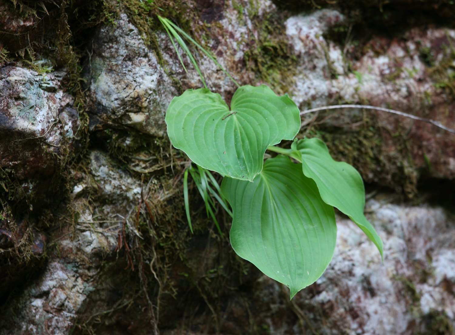 Image of Hosta hypoleuca Murata