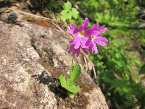 Primula cuneifolia var. heterodonta (Fr.) Makino resmi