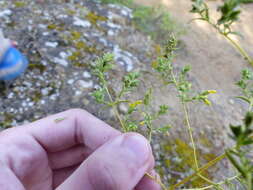 Image of Odontites viscosus subsp. viscosus