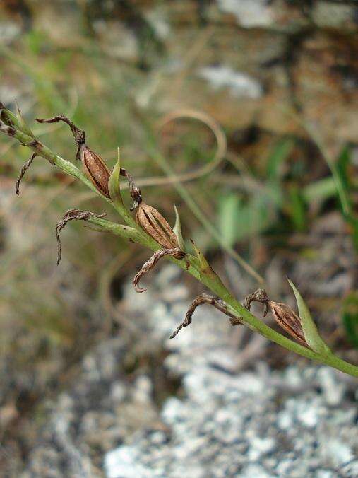 Image of Schizochilus lilacinus Schelpe ex H. P. Linder