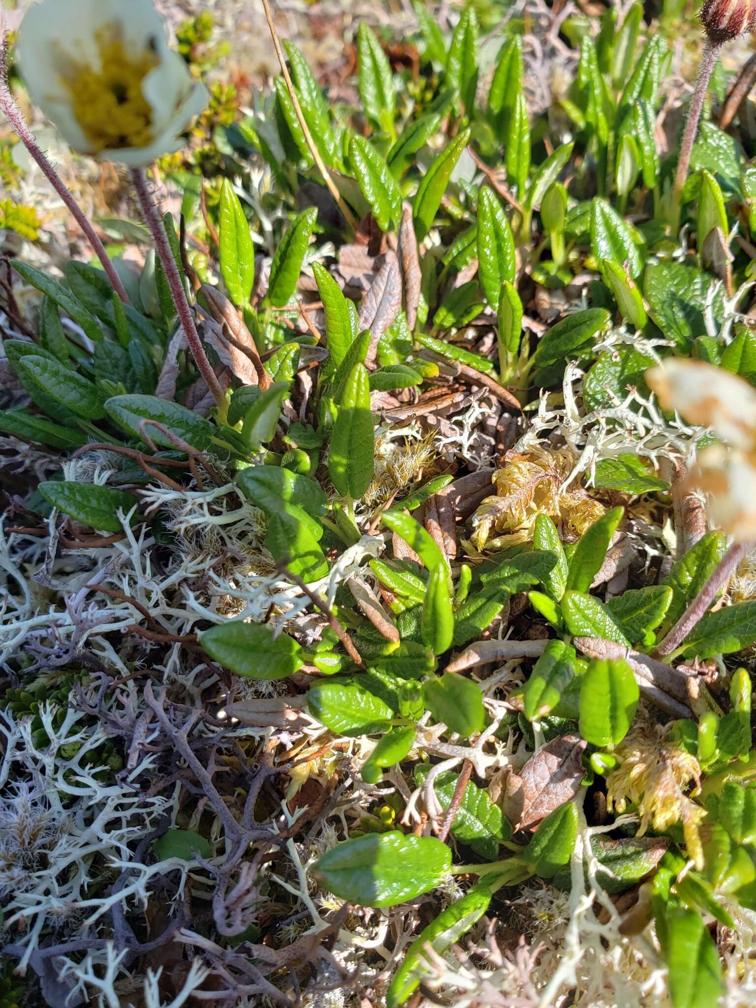 Image of entireleaf mountain-avens