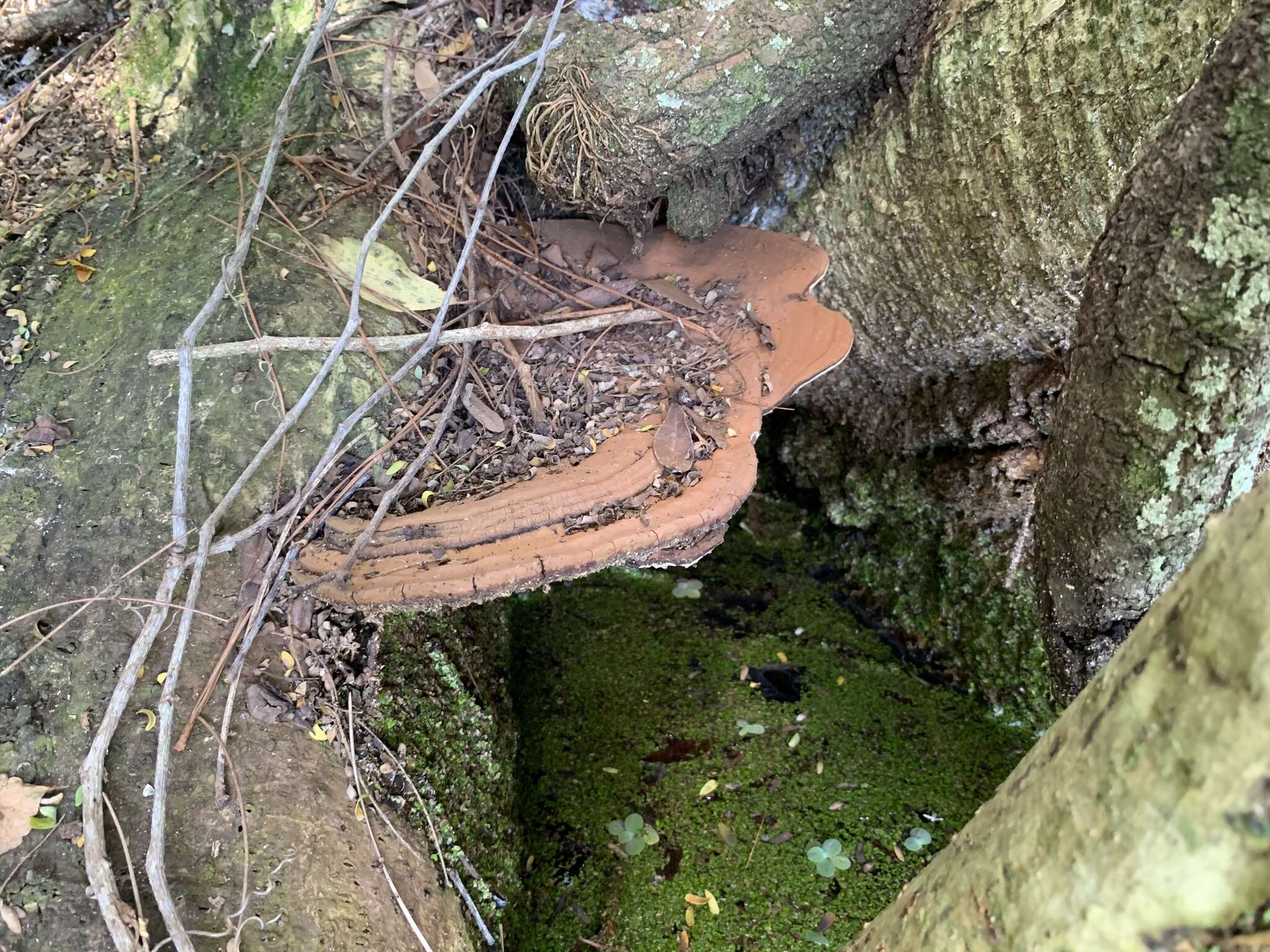 Image of Ganoderma zonatum Murrill 1902