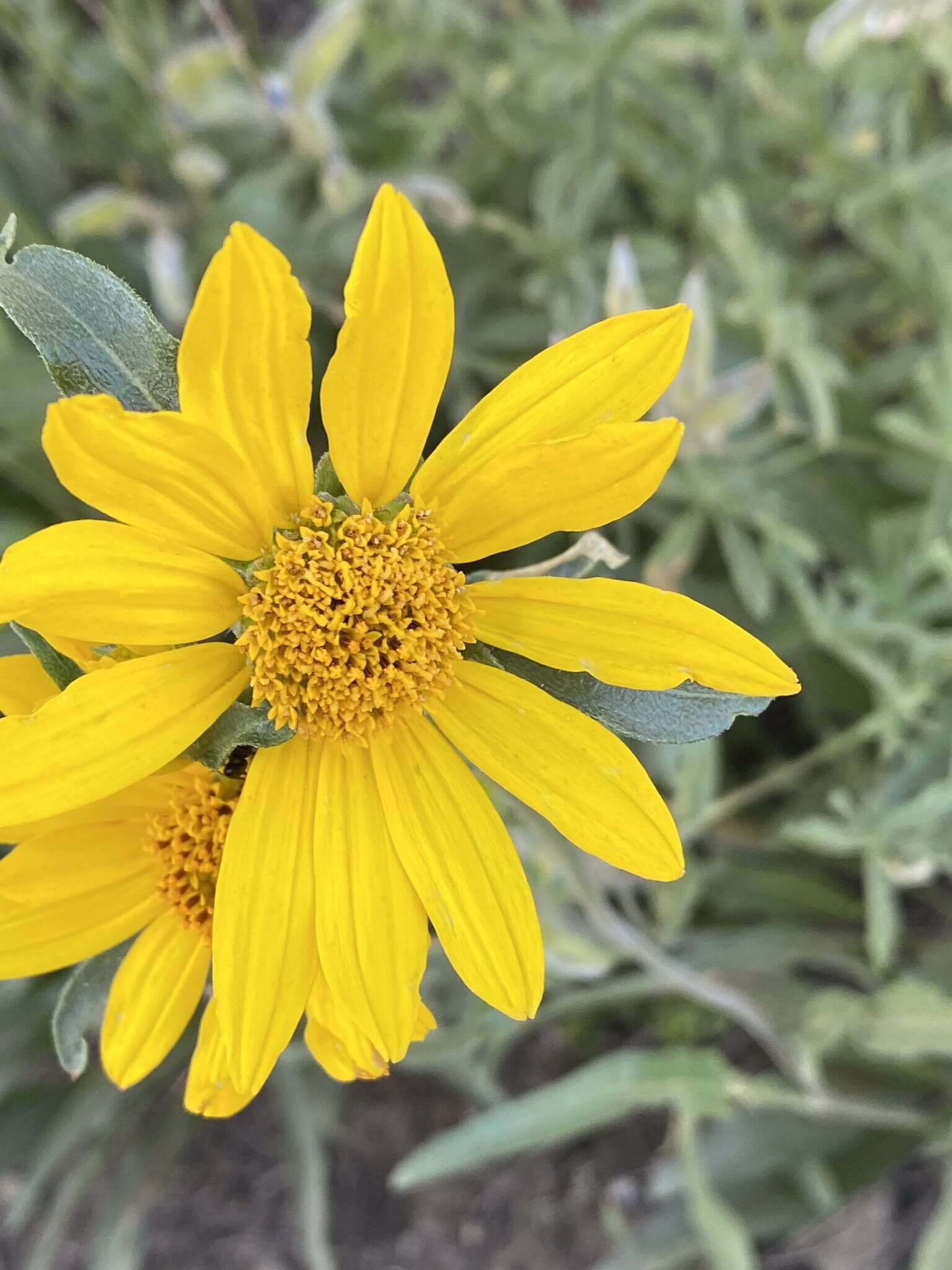 Image of Nevada helianthella