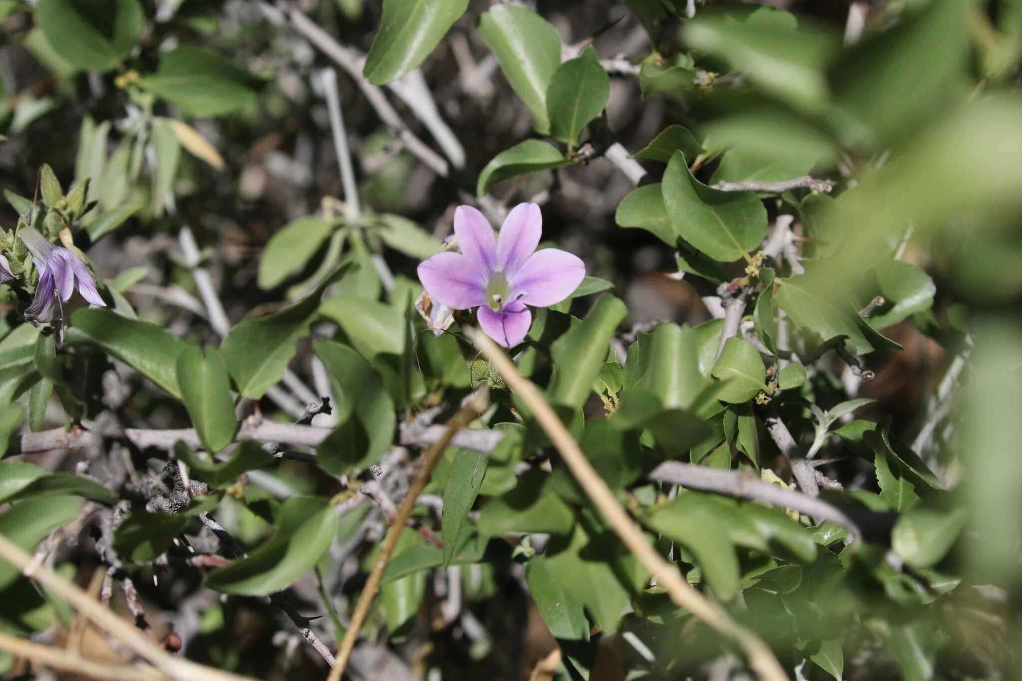 Image of Barleria lancifolia subsp. lancifolia