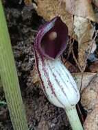 صورة Arisarum vulgare subsp. clusii (Schott) K. Richt.