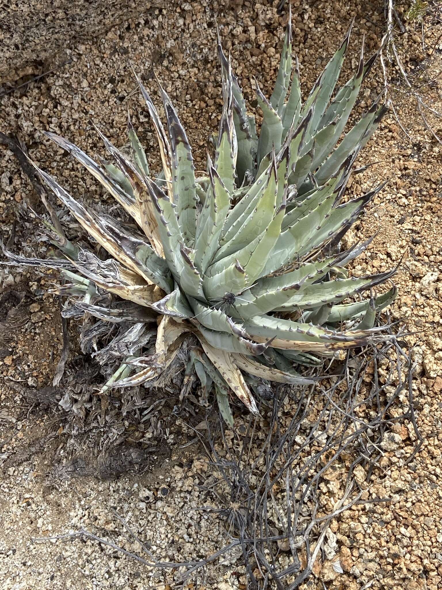 صورة Agave cerulata Trel.