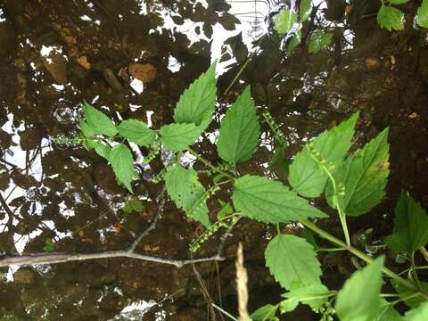 Image of blue skullcap