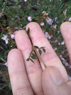 Image of Boronia floribunda Sieber ex Spreng.