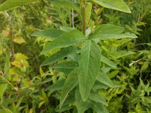 Image of showy ticktrefoil