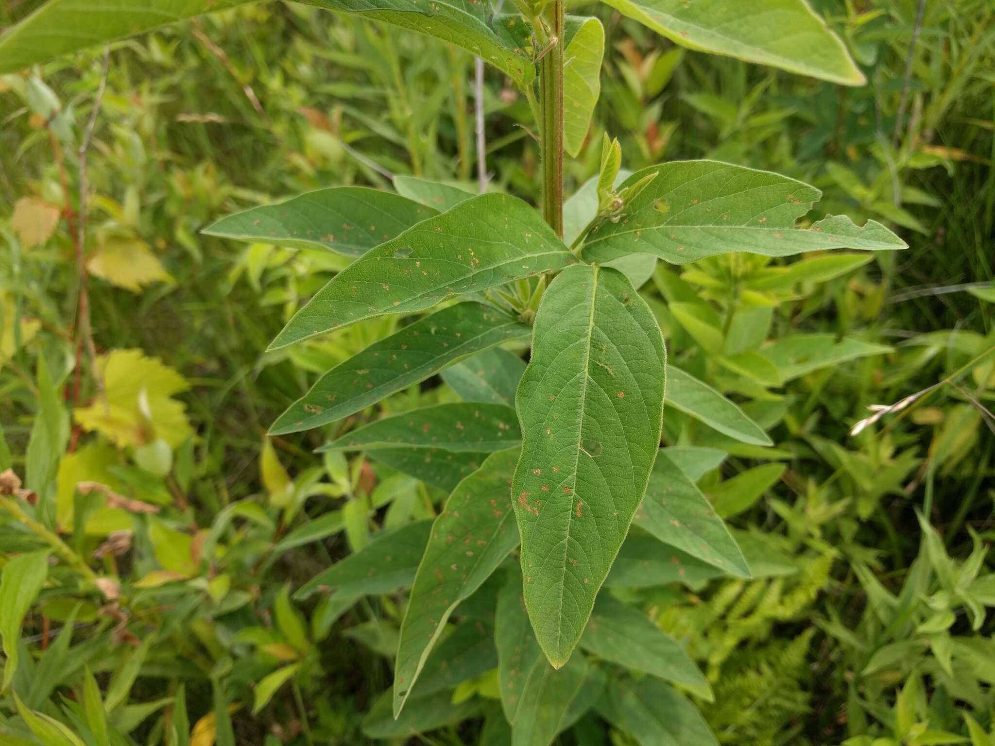 Image of showy ticktrefoil