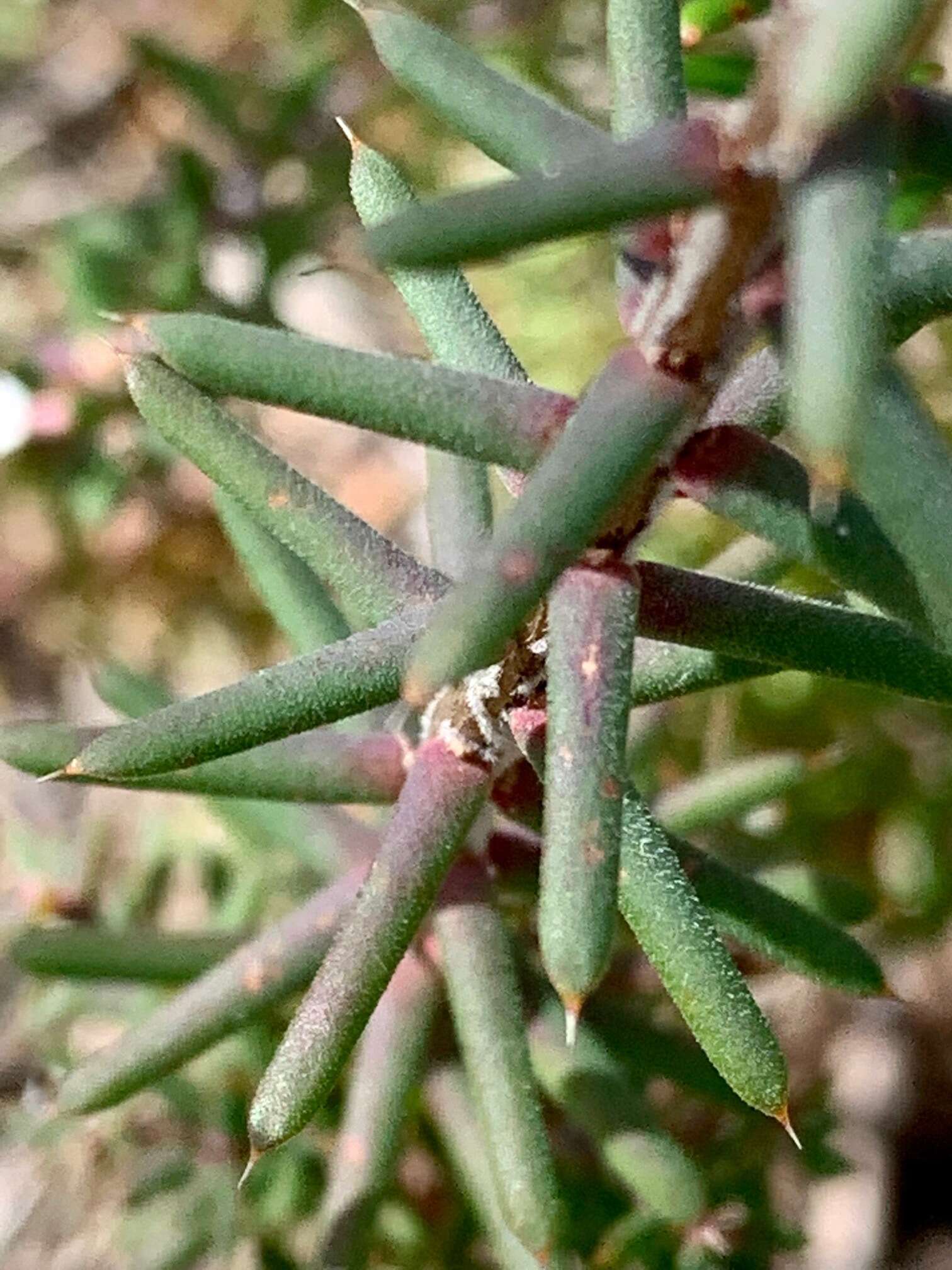 Image of Leucopogon ericoides (Sm.) R. Br.