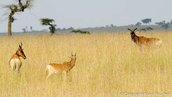 Image of Swayne's Hartebeest