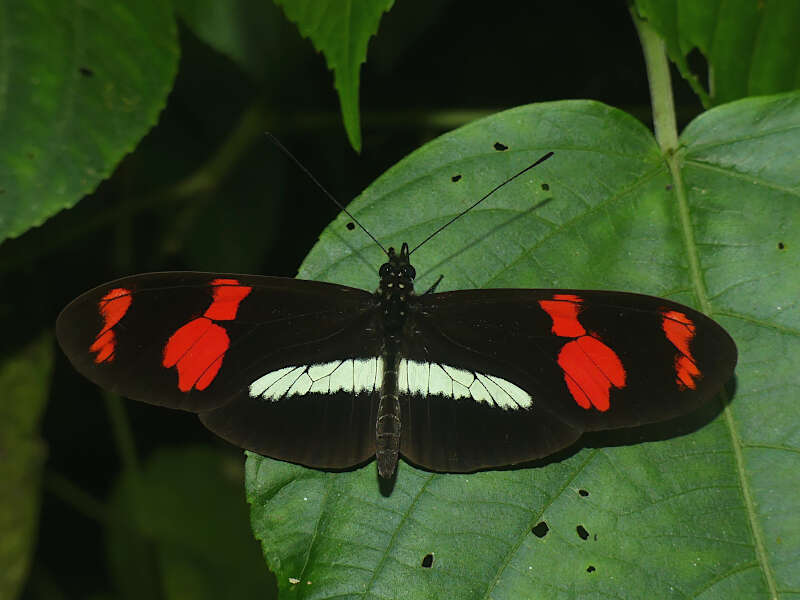 Image de Heliconius telesiphe Doubleday (1847)