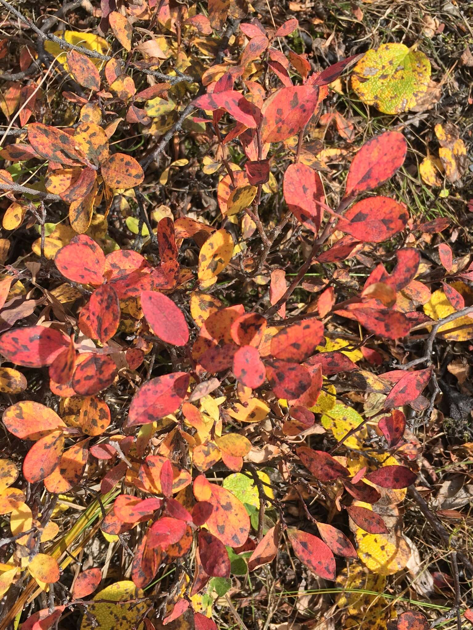 Image of alpine bilberry