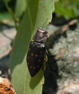 Image of Trachypteris picta decostigma (Fabricius 1787)